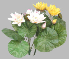 Lotus W/Pod Plant