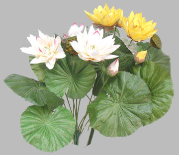 Lotus W/Pod Plant