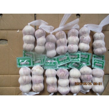 New Crop 2020 Normal White Garlic