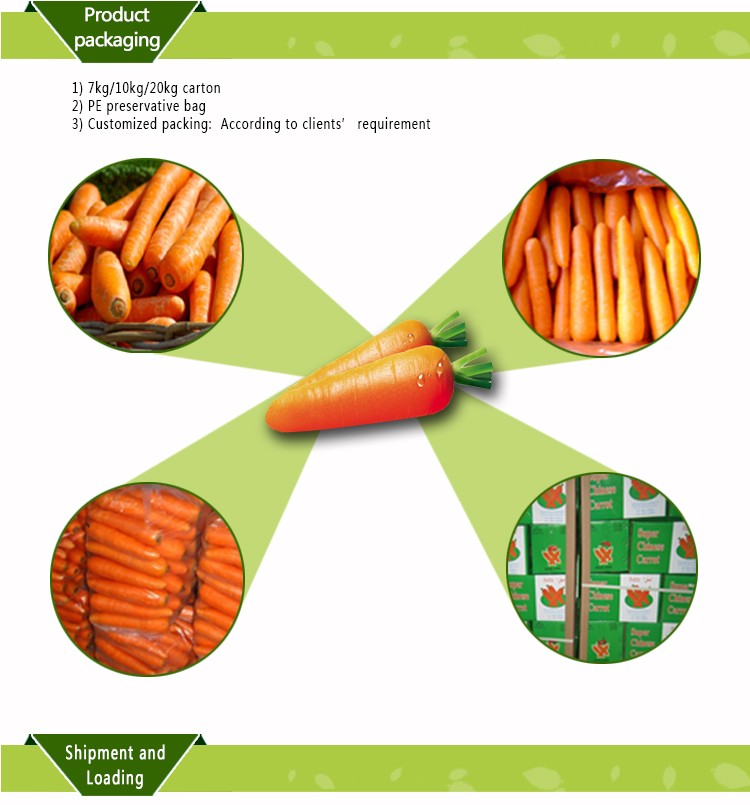 Premium fresh organic carrots