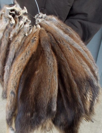 factory wholesale tanned muskrat hides muskrat Pelt for sale