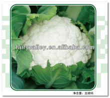 Plateau Over Summering Used High Yield Hybrid White Cauliflower Seed