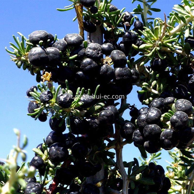 Ningxia Black Goji Berry