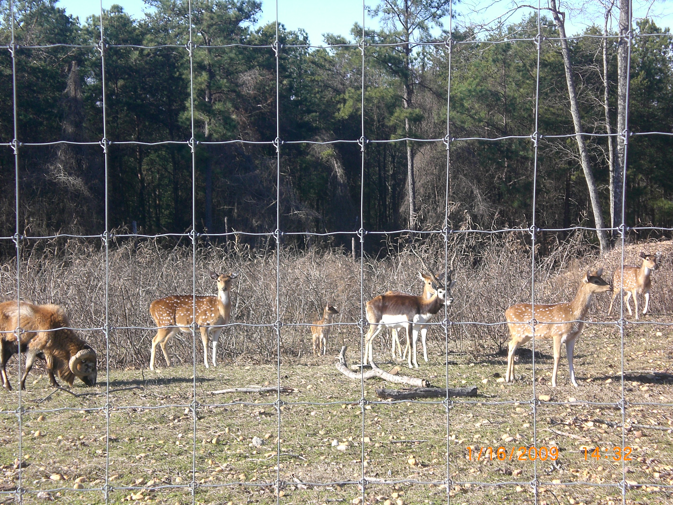 installing 8ft deer fence
