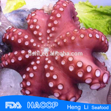 HL089 frozen boile octopus vulgaris with HACCP Certification