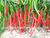 radiated sterilization red long chilli