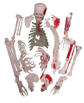 The dispersal bone model is attached to the muscle