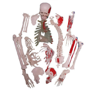 Le modèle d'os de dispersion est attaché au muscle