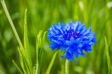Chinese Pretty Cornflower Sale