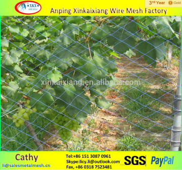 high strength plastic bird net/bird protection net