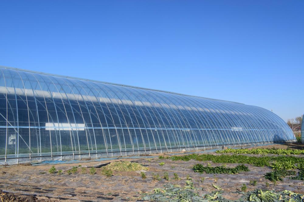 Greenhouse Shed