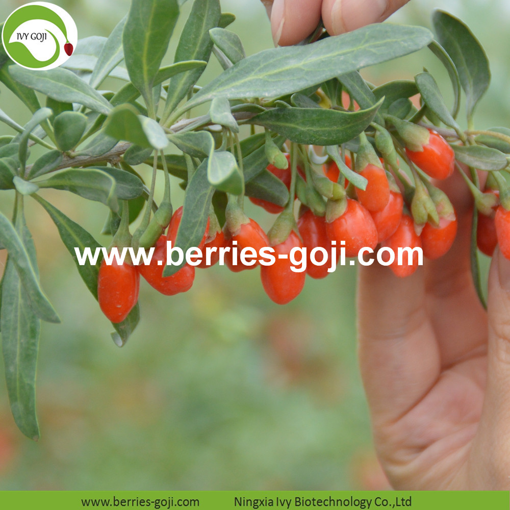 Goji-Beeren Goji berry