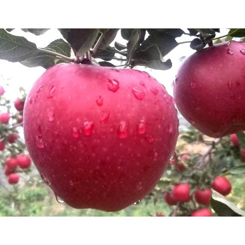 En İyi Kalite ile Red Delicious Huaniu Apple