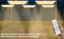 High Yield LED Grow Lightings-5 Years Warranty
