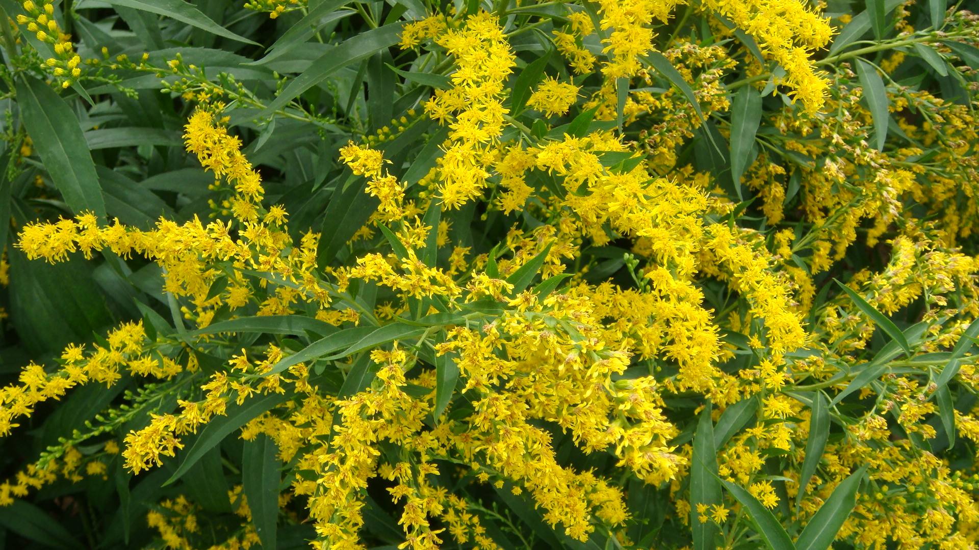 Goldenrod Flower Powder