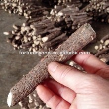 China paulownia big tree hybrid root supplier