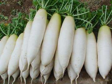 2020 New Crop Fresh Radish