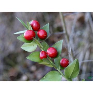 Ruscus Aculeatus Root Extract Ruscogenins Powder