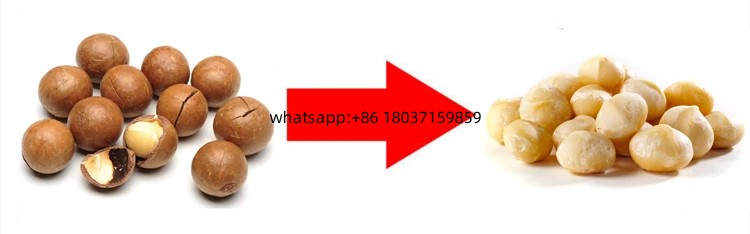Nut cracker / Macadamia nuts processing machine/Macadamia nut shelling machine
