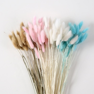 Wholesale Cheap Dried Flowers & Rabbit Tail Grass for Wedding Decorations