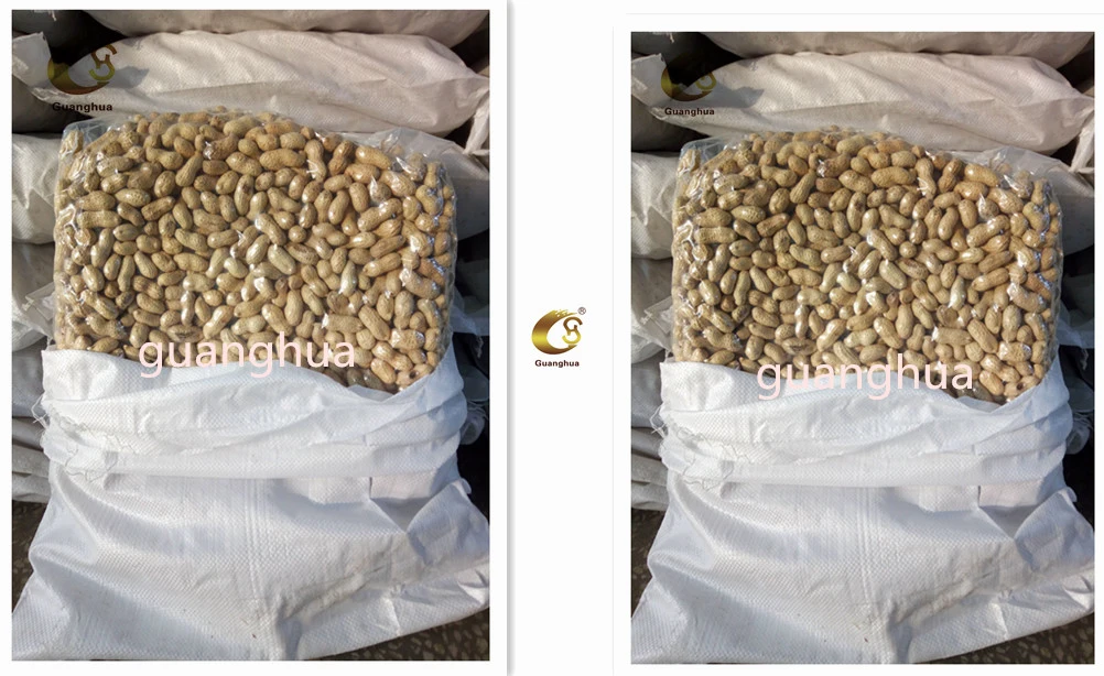 New Crop Roasted and Salted Peanut in Shell Healthy Delicous Luhua Haihua