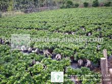 Ficus gingseng bonsai tree