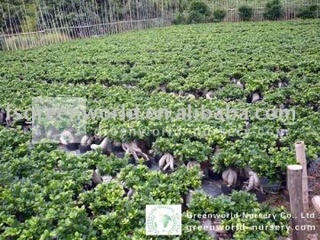 Ficus gingseng bonsai tree
