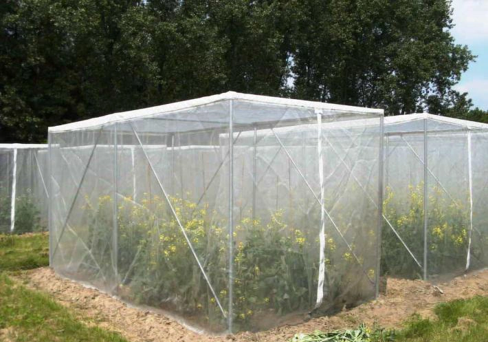 UV Protection Anti Bee Net (ABN050)