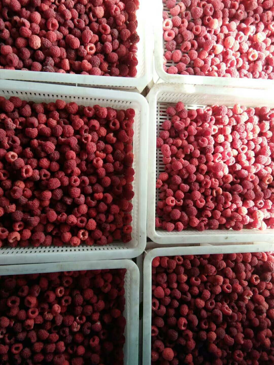 Quality frozen IQF raspberry fruit whole