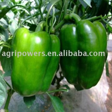 SP263 vegetable seed