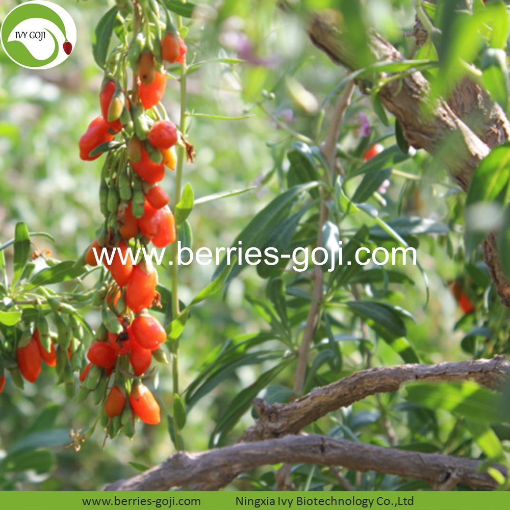 goji berry