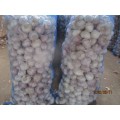 Fresh Normal Garlic For Sale