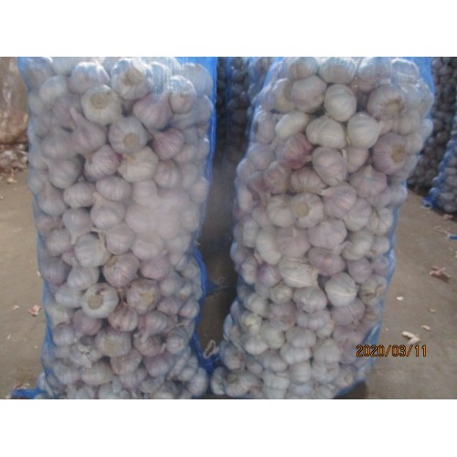 Fresh Normal Garlic For Sale