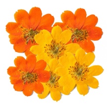 Wholesale Dried Flower Cosmos Sulphureus for Crafts