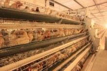 Poultry equipment for chicken