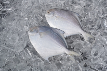 Fresh Frozen Pomfret Fish