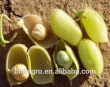 chinese chick peas free sample very good