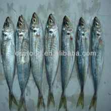 frozen pacific horse mackerel indian horse mackerel fish