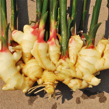 H-Q New crop ginger