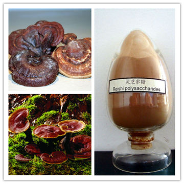 Fruit Body Ganoderma Lucidum Extract Ganoderma Polysaccharide