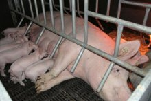 Sow Farrowing Crate?