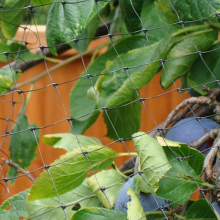 Mesh Fruit Trees Birds Net Protection Anti-Bird Bird Netting
