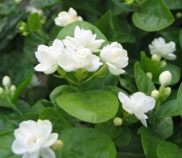 Fresh jasmine essential oil that can invigorate blood