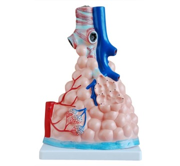 Magnified Pulmonary Alveoli Model