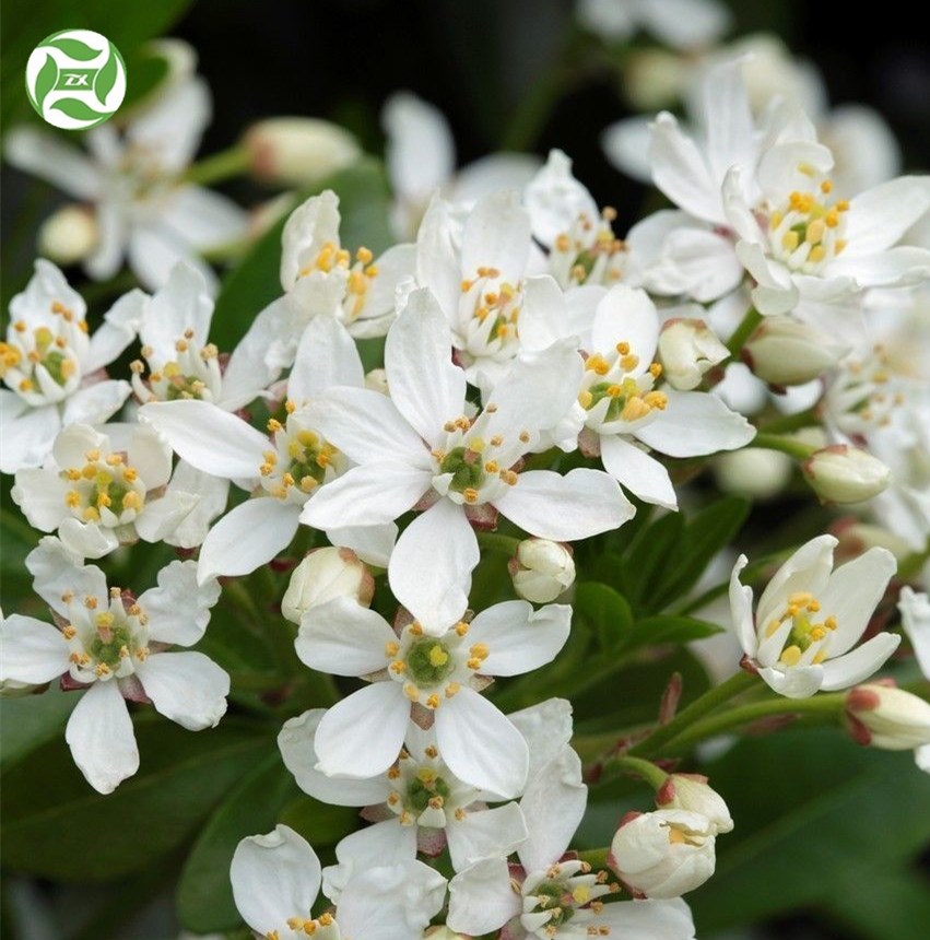 Huile essentielle de Neroli de qualité cosmétique