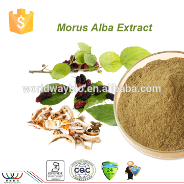 Natural morus alba extract free sample mulberroside flavone mulberry bark extract mulberry root extract