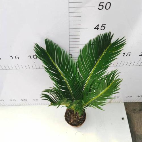 Cycas revoluta 90#A CLASS