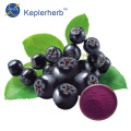 Schwarzes Chokeberry-Extraktpulver