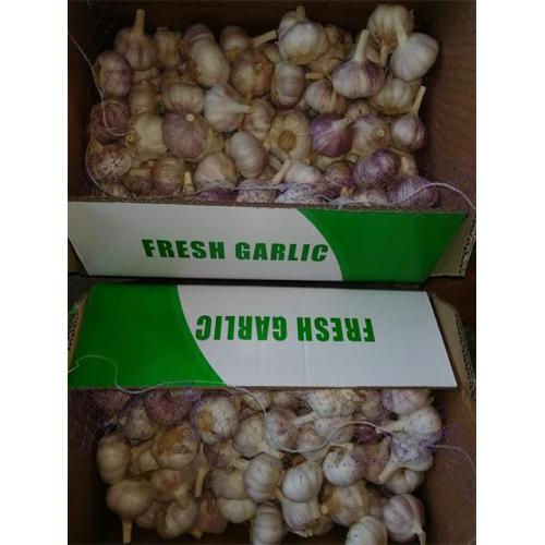 Wholesale Normal Garlic 2020