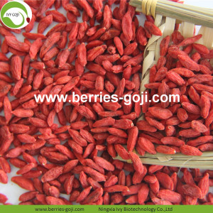 Factory Supply Nutrition Dried Lycium Barbarum